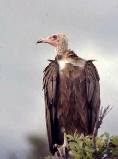 hooded vulture